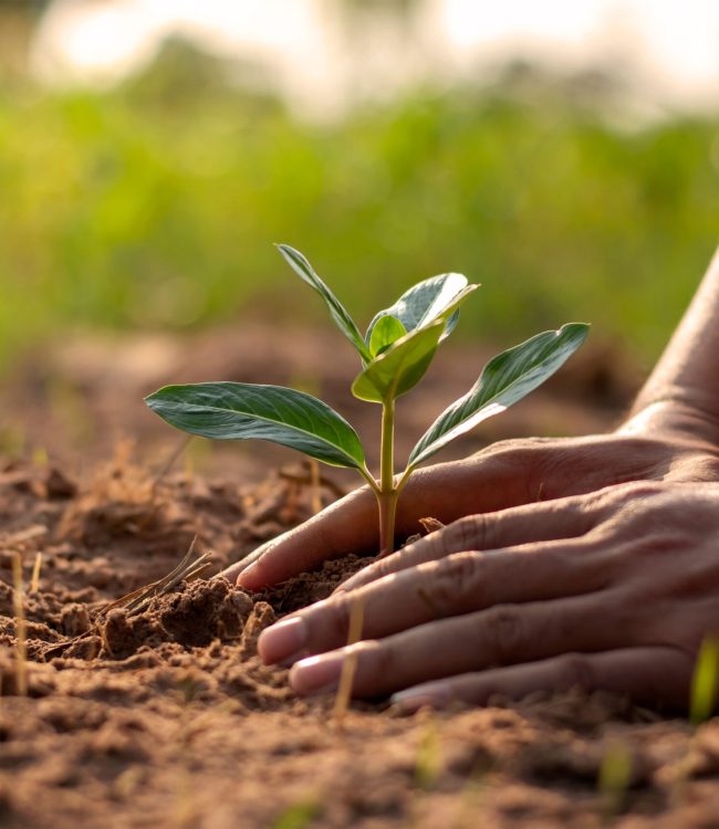 Human,Hands,Planting,Seedlings,Or,Trees,In,The,Soil,Earth planting-sapling-caring-for-nature